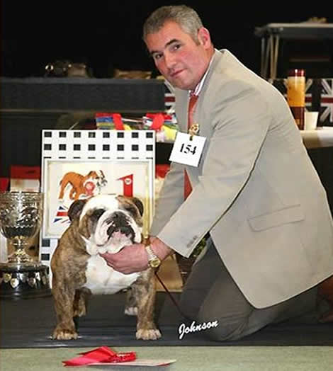 Bulldog Ocobo Freddy Mystyle